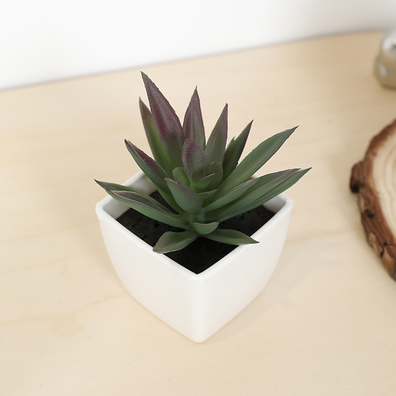 Bonsai Garden Zen - ミニ人工多肉植物フェアリーカップ小さな鉢植え、プラスチック製の白い花瓶、デスクトップ、窓辺、本棚の装飾
