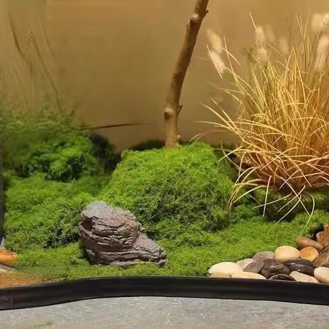 200 グラム永遠の命苔 DIY 工芸品草人工緑植物ホームル - Bonsai Garden For Home のレビューと価格
