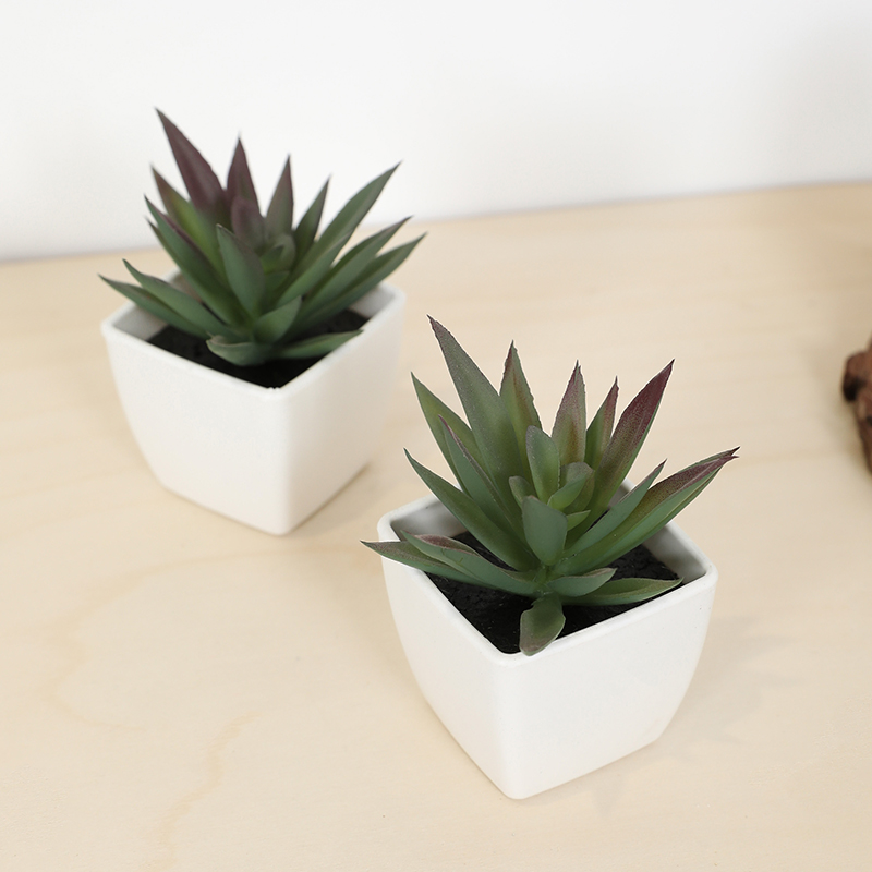 ミニ人工多肉植物フェアリーカップ小さな鉢植え、プラスチック製 - Bonsai Garden Zen のレビューと価格