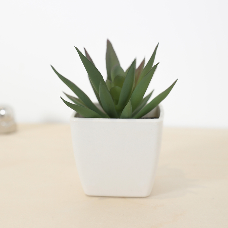 ミニ人工多肉植物フェアリーカップ小さな鉢植え、プラスチック製 - Bonsai Garden Zen のレビューと価格
