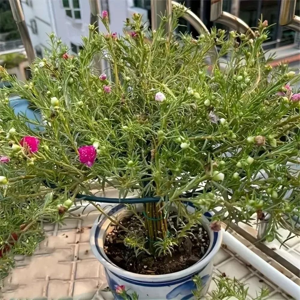 耐久性のあるS/M/L盆栽用クライミングフレーム、プラスチッ - Bonsai Garden Stand のレビューと価格