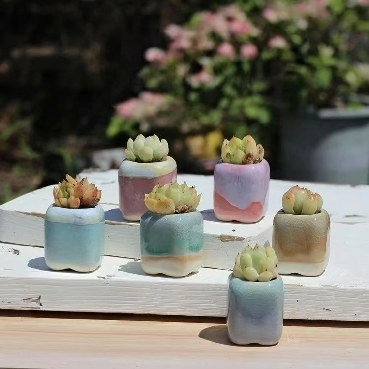 6 個ミニ植木鉢多肉植物小さな多肉植物セラミックス植木鉢ホー - Bonsai Garden Zen のレビューと価格